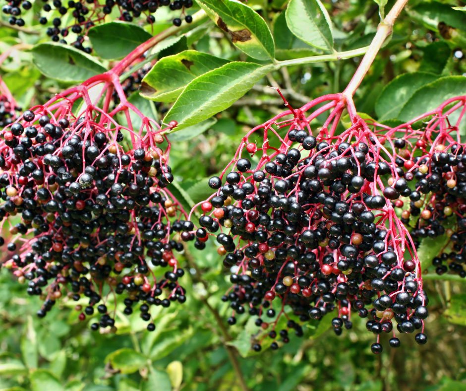 bunches of Elderberries on a tree