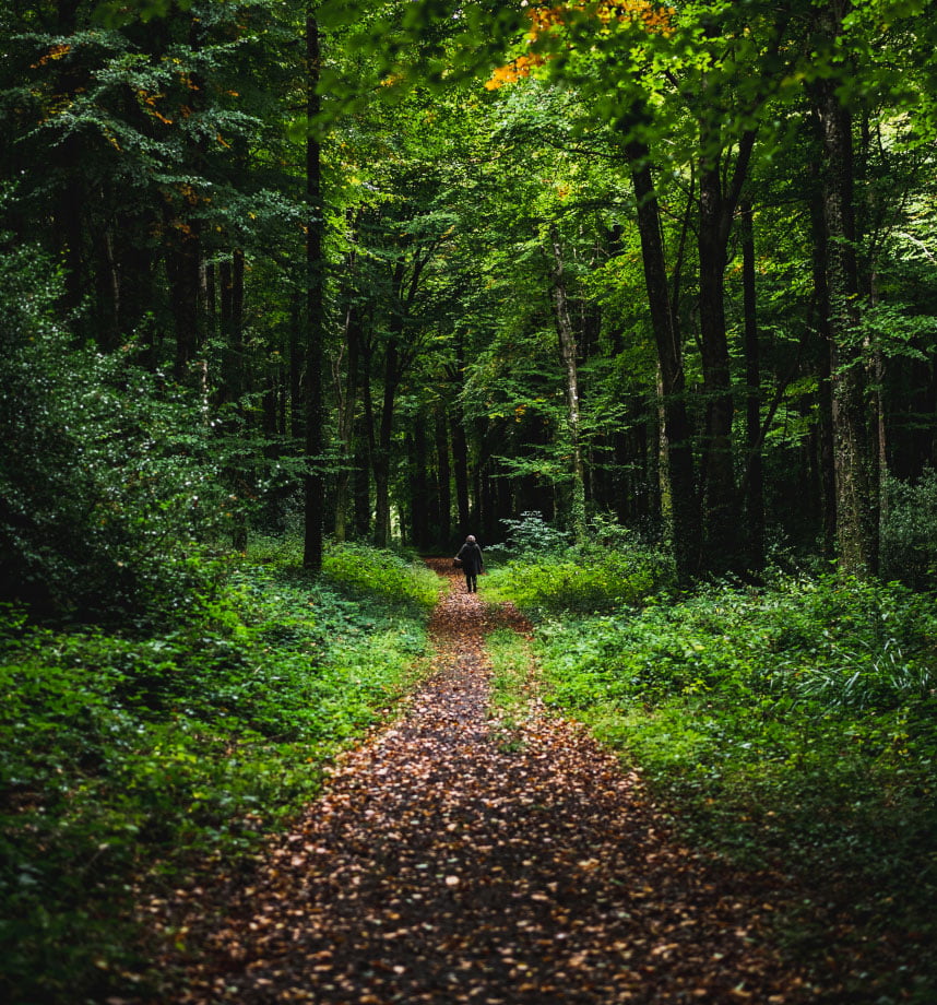 Celtic Pagan gathering in nature with people meditating, foraging, and connecting spiritually