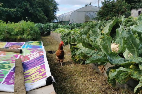 Chicken in garden on grass roots tour