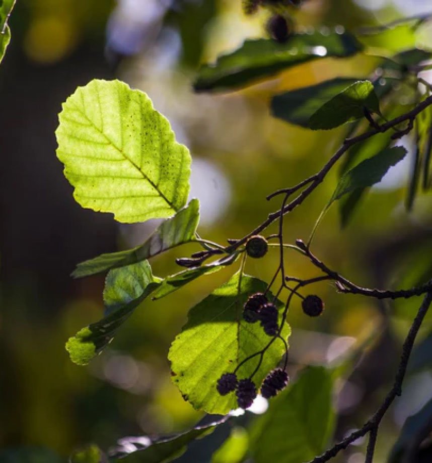 Celtic Symbols and Deities Representing Irish Mythology and Spiritual Growth