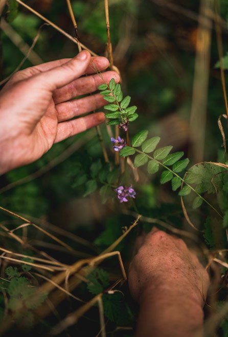 Peaceful Irish woodland trail explored during Gallivanting foraging and folklore walks