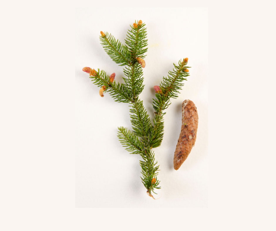 Douglass Fir Shortbread Cookies 1