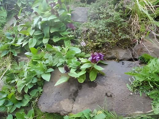 Self Heal flowers Prunella Vulgaris on stones