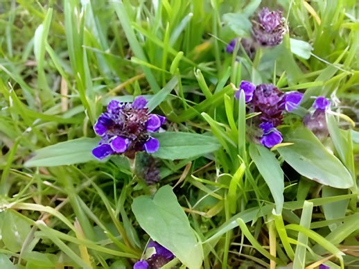 Self Heal flowers Prunella Vulgaris