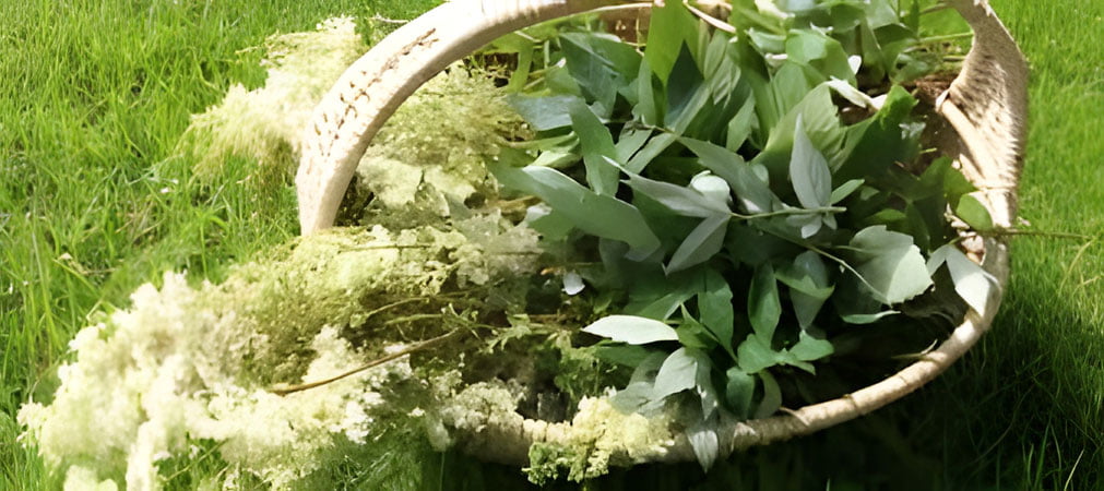 Meadowsweet collected in a basket