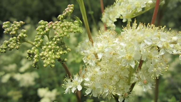 Meadowsweet Upscayl