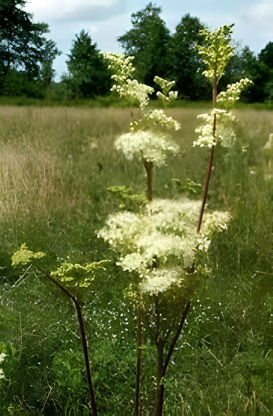 Meadowsweet flowers