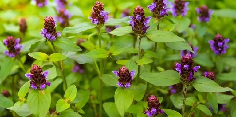 Self Heal flowers Prunella Vulgaris