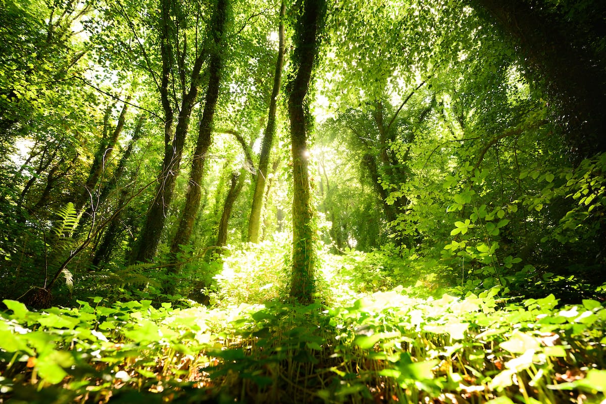 Courtown Woods - Beech Trees-3392