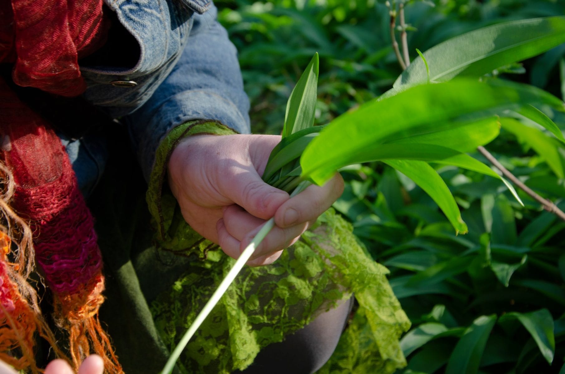 foraging for wild garlic