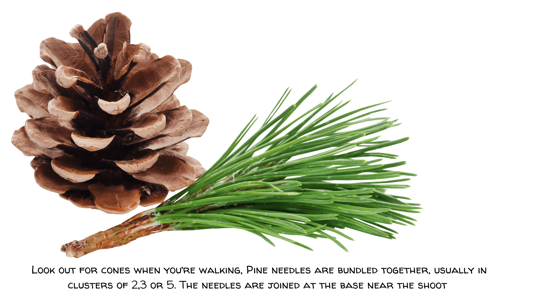 How to Make a Simple Tincture from December Forage