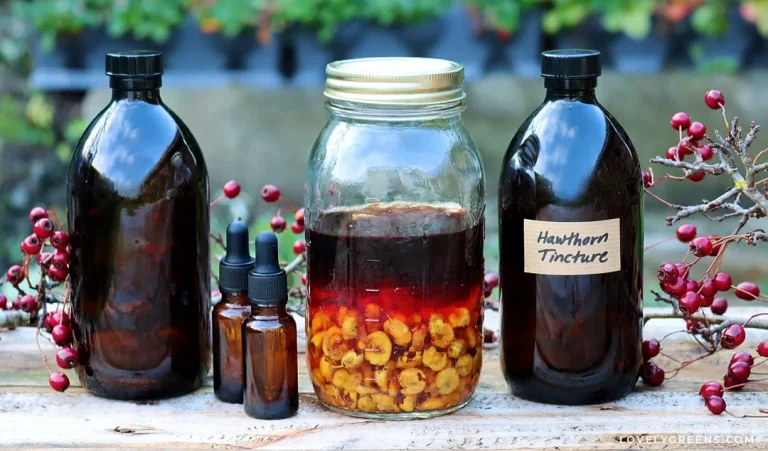 A Winter Tincture from Your Winter Walk!
