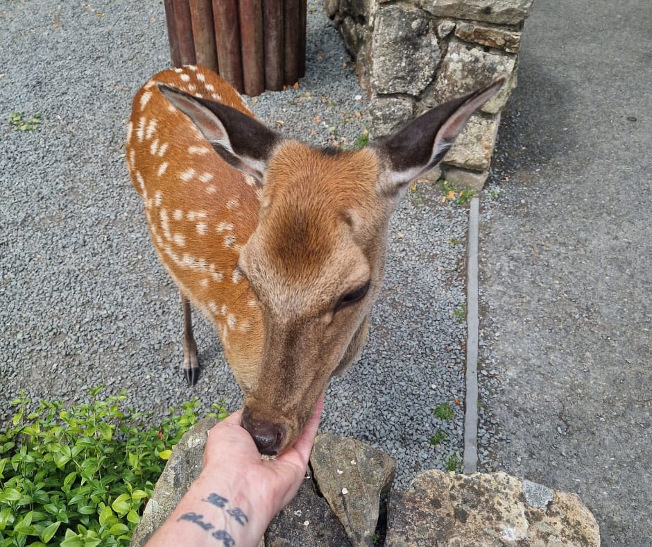 Caher circle and lakeside myth at Glendalough
