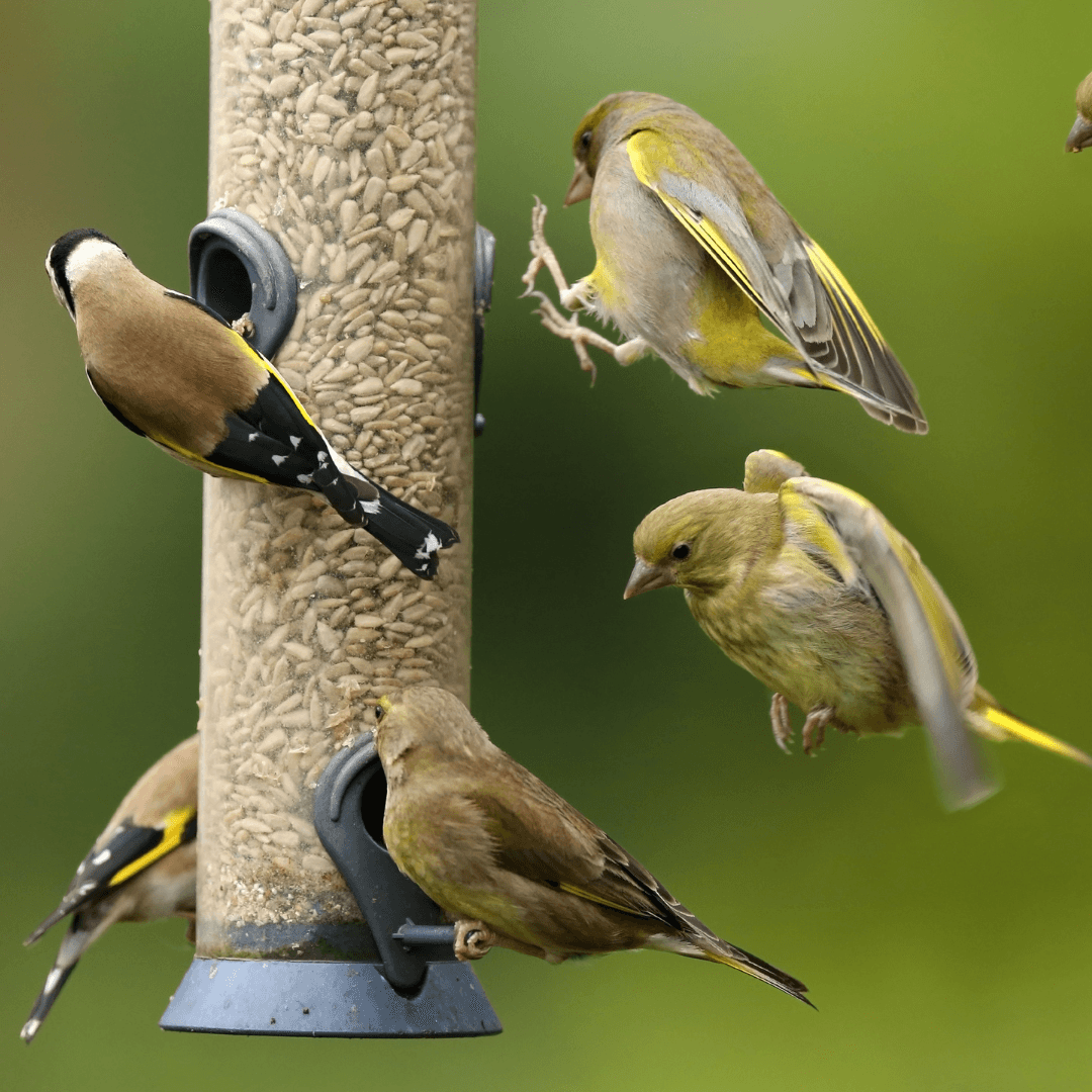 What to Feed Garden Birds