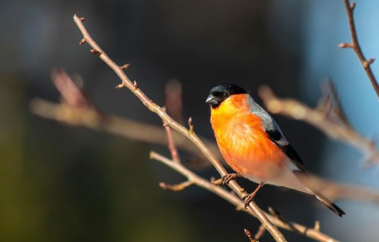 Bullfinch
