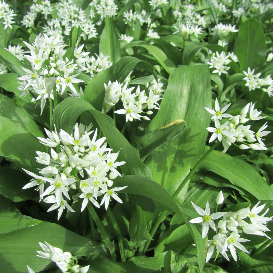 How to Identify Wild Garlic
